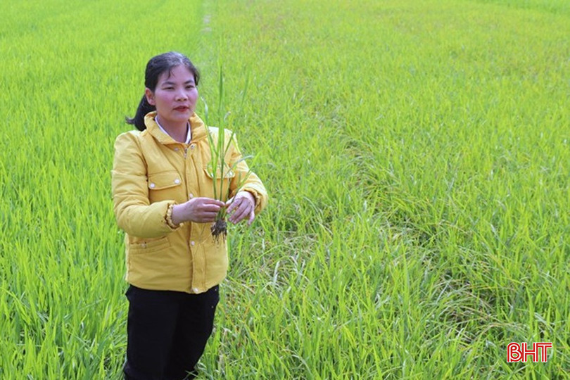 Cán bộ kỹ thuật Trung tâm Ứng dụng KHKT và Bảo vệ cây trồng vật nuôi huyện Hương Sơn kiểm tra khu vực lúa bị nhiễm đạo ôn. bqbht_br_img-5128.jpg