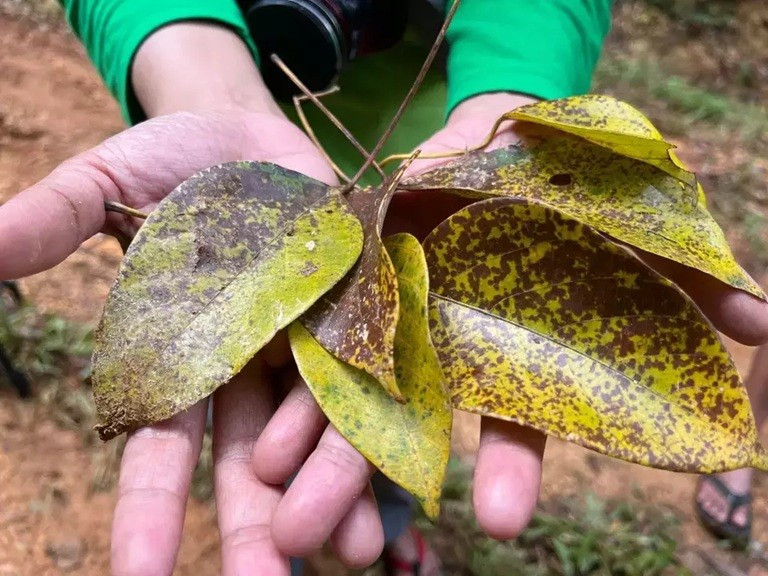 Lá của loài cây Macaranga conifera có tiềm năng trong việc điều trị ung thư và tiểu đường. Ảnh: jakartaglobe.id
