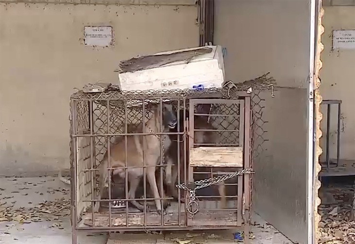 Hai con chó béc giê cắn tử vong bé gái - Ảnh: VTV