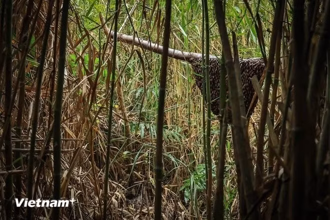 Bằng những kinh nghiệm dân gian, người dân miệt rừng U Minh nghĩ ra cách gác kèo để ong về xây tổ thay vì chỉ khai thác tự nhiên như trước đây. Ảnh: Hoài Nam/Vietnam+.