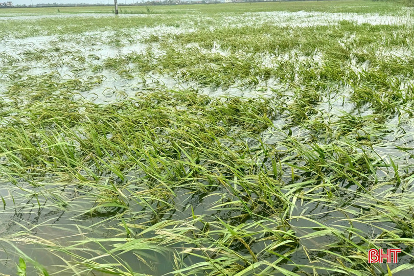 Diện tích lúa hè thu chưa kịp gặt bị ngập úng, đổ ngã. bqbht_br_12.jpg