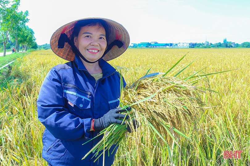 Trong bối cảnh lúa vụ Xuân thu hoạch muộn đặt ra yêu cầu cấp bách về thời vụ gieo cấy lúa Hè Thu. img-3705-5281.jpg