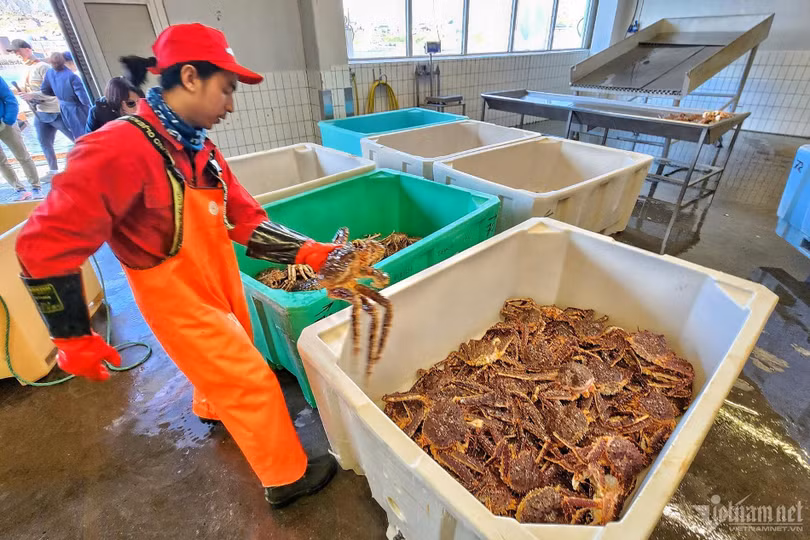 Giá cua hoàng đế đỏ Na Uy đang giảm mạnh. Ảnh: Đoàn Bổng.