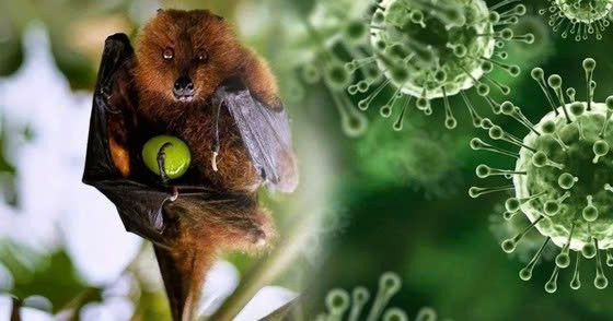 Nguồn lây chủ yếu của virus Nipah là từ động vật hoang dã, trong đó ổ chứa tự nhiên quan trọng nhất là dơi. Ảnh minh hoạ.