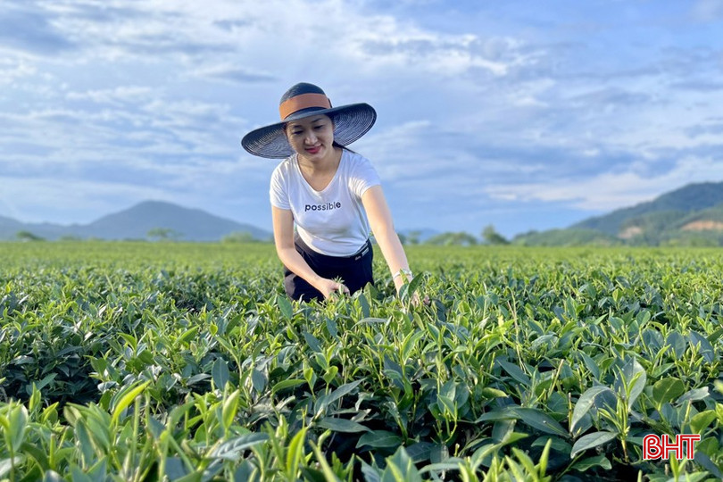 Du khách trải nghiệm thu hái chè tại thôn Làng Chè, xã Sơn Kim 2 (Hương Sơn). 72d3085051t65476l0.jpg