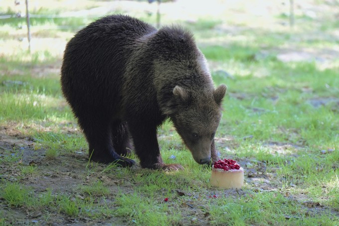 Một con gấu nâu trong vườn bách thú ở Slovakia tháng 7/2024. Ảnh: AFP