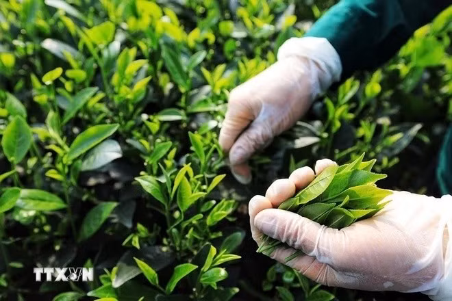 Búp chè thường được hái vào sáng sớm hoặc chiều muộn. Ảnh: Tuấn Anh/TTXVN.