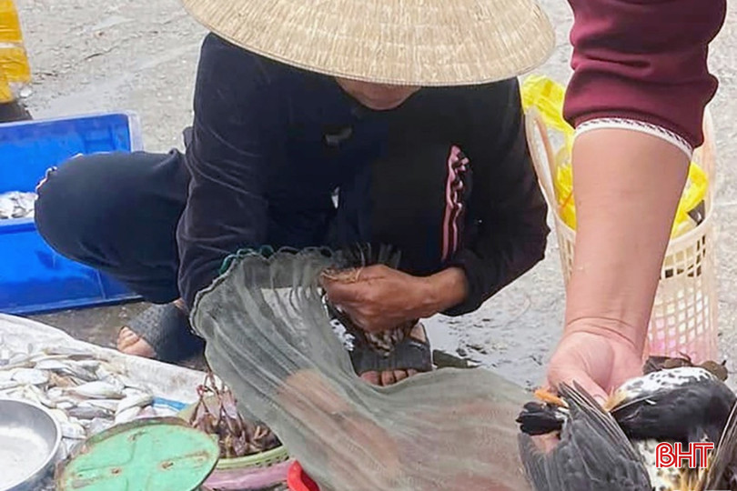 Các hành vi mua, bán, giết mổ các loài chim hoang dã, di cư là trái pháp luật. Ảnh tư liệu. bqbht_br_image-5-2687.jpg