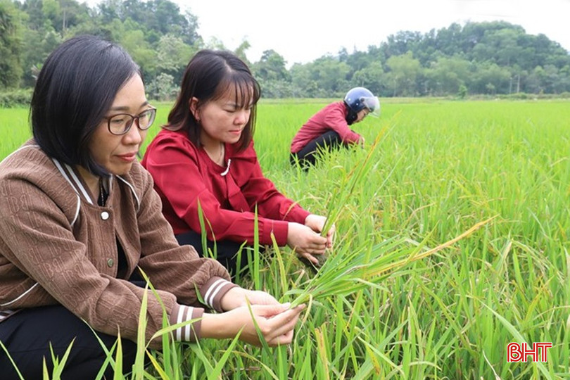 Các địa phương cần phân công cán bộ bám sát đồng ruộng, thực hiện tốt công tác điều tra phát hiện, dự tính dự báo để tổ chức triển khai thực hiện các giải pháp phòng trừ bệnh kịp thời, hiệu quả. bqbht_br_img-5193-1.jpg