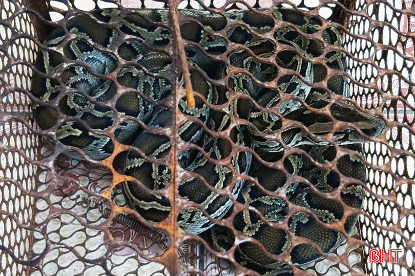 Cá thể trăn đất có trọng lượng 2kg bqbht_br_1000022271.jpg