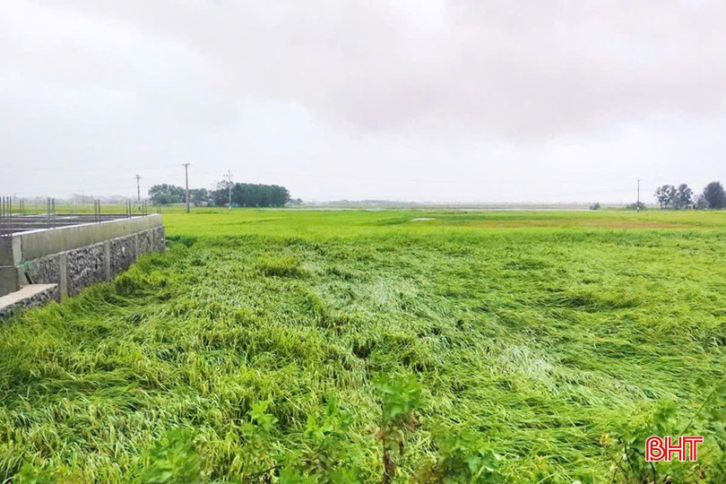 Phường Hải Ninh có khoảng 5ha lúa gần thu hoạch bị đổ ngã. Ảnh: Thu Trang. bqbht_br_d5ce3a8bc6264e781737.jpg