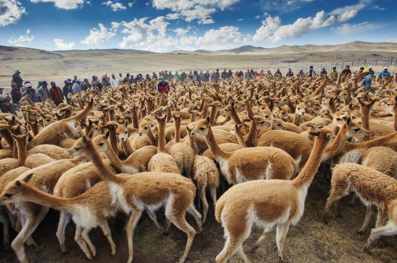 Miền nam Peru: Hàng năm ở các tỉnh khu vực miền nam Peru, người dân thường lùa bầy lạc đà về khu vực đồng bằng Chaco (hay còn gọi là vùng đất săn bắn), để thực hiện tập tục cắt lông lạc đà, một truyền thống của người Inca xưa. Theo đó người dân ở vùng núi Andes, sẽ lấy lông của những chú lạc đà vùng Ilamas và Alpacas để làm len. nhung diem den dep nhu thien duong ha gioi