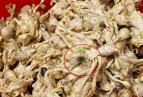 Gà con ấp nở bị chết được nhập về hô biến thành vịt non.