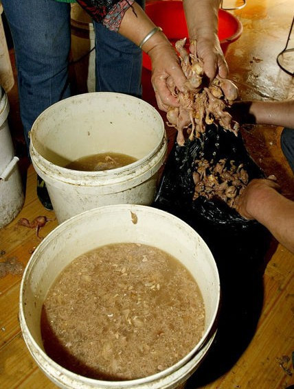 Người ta bỏ những xác gà con đã làm lông sạch sẽ vào nước lạnh rửa lại, sau đó bỏ ngăn lạnh bảo quản.