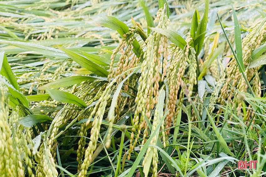 Lúa xuân năm nay sinh trưởng khá đồng đều, trổ bông tập trung và đang ở giai đoạn chín sáp. bqbht_br_va.jpg