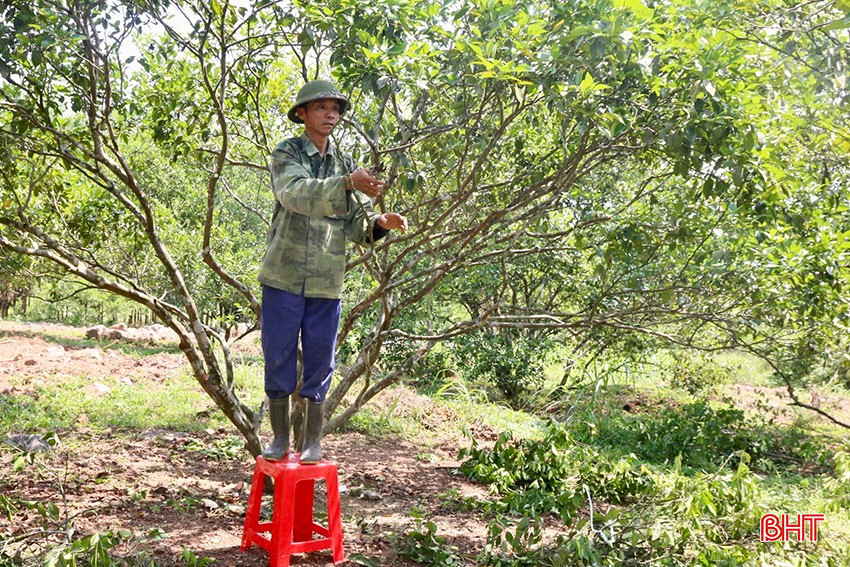 Cam dễ bị tác động bởi nắng nóng, nếu không được chăm sóc cẩn thận sẽ ảnh hưởng tới năng suất cuối vụ. bqbht_br_img-9297-copy.jpg