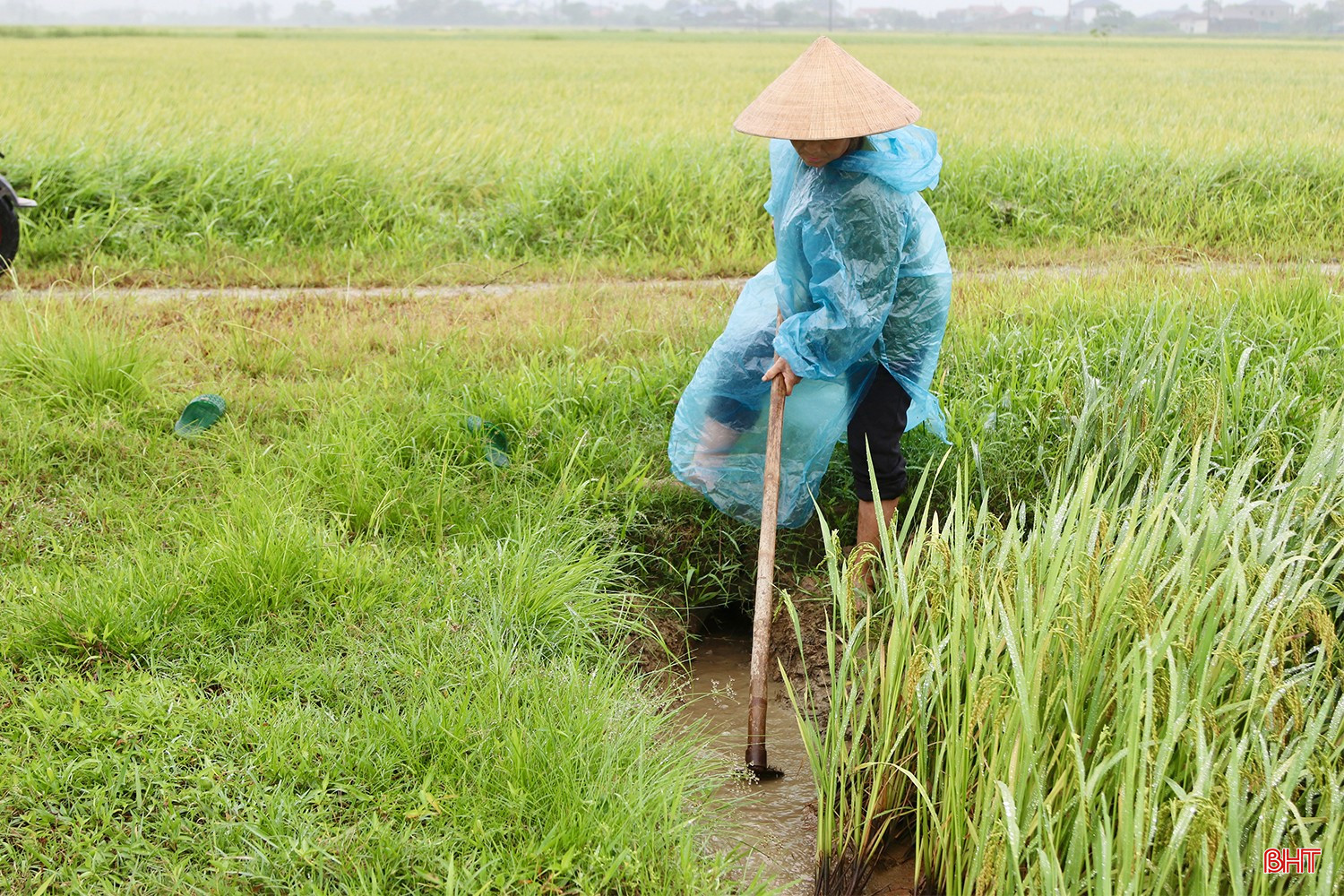 Đối mặt với những cánh đồng lúa xuân đang kỳ chín sáp bị quật rạp, ưu tiên hàng đầu là nhanh chóng khơi thông dòng chảy, tháo nước kịp thời ra khỏi ruộng nhằm chống ngập úng, hạn chế tối đa nguy cơ hạt lúa bị nảy mầm ngay trên bông. bqbht_br_img-5754-copy.jpg