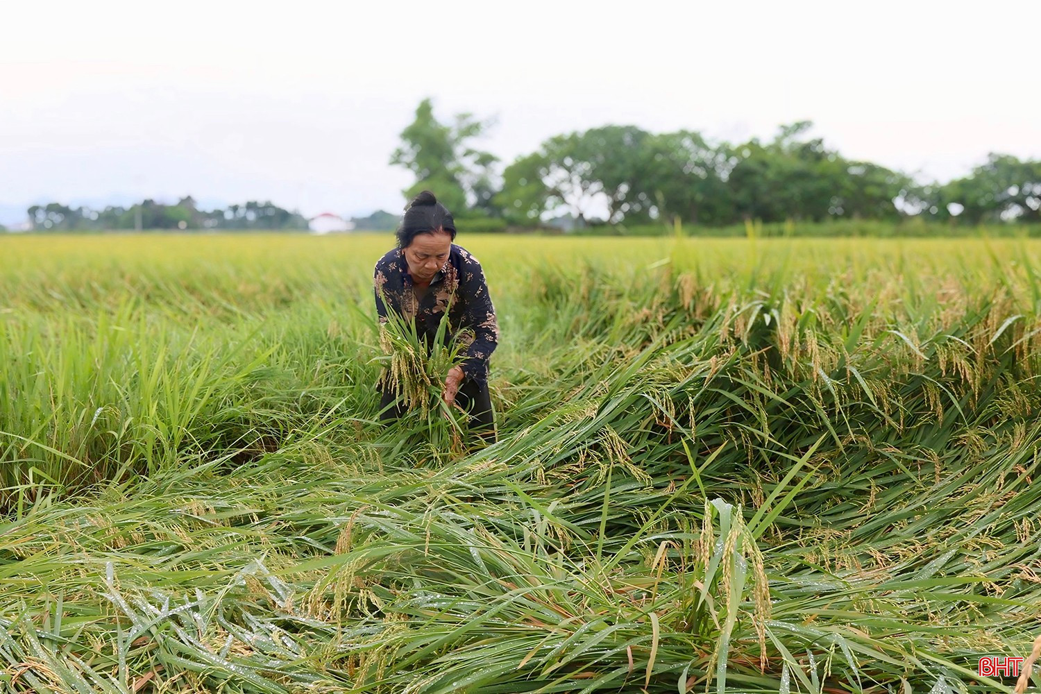 Theo Phó Chủ tịch UBND huyện Hương Sơn Nguyễn Kiều Hưng, địa phương đang tập trung hướng dẫn bà con các biện pháp kỹ thuật kịp thời như khơi thông dòng chảy để tiêu úng nhanh những diện tích còn bị ngập; tùy theo tình hình cụ thể của từng ruộng lúa, khuyến cáo bà con các giải pháp cụ thể nhằm phục hồi cây, giảm thiểu tổn thất... bqbht_br_img-9621-copy.jpg
