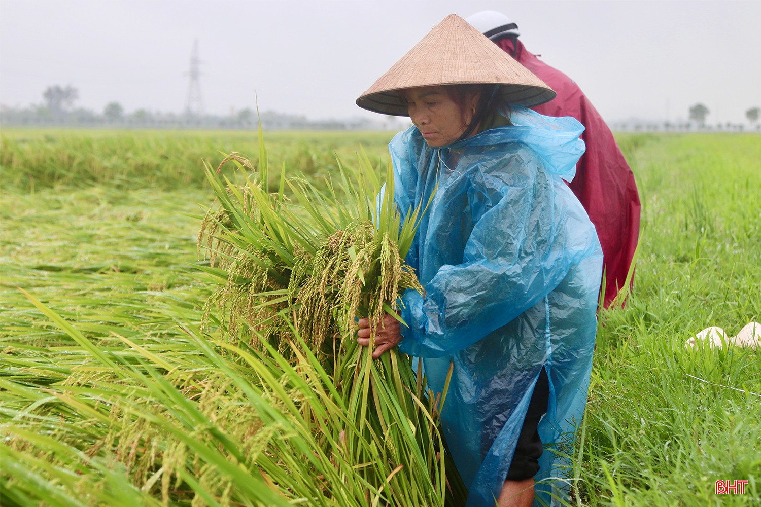 Cùng đó, người dân tích cực thực hiện việc buộc lúa thành từng cụm nhỏ, giúp cây đứng thẳng trở lại để đón ánh sáng, tạo độ thông thoáng, giảm thiểu sâu bệnh và tạo điều kiện cho lúa tiếp tục tích lũy chất dinh dưỡng về hạt. bqbht_br_img-5744-copy.jpg