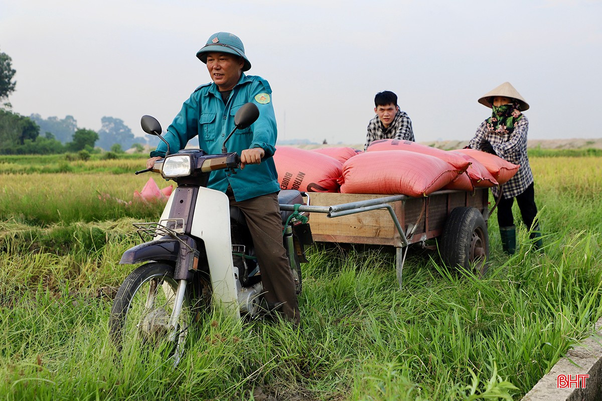 Nghề chở lúa thuê rất “đắt hàng” trong mùa gặt. bqbht_br_img-2360-copy.jpg