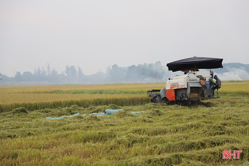ប្រជាជនផ្តោតលើការប្រមូលផលស្រូវរដូវផ្ការីក។ bqbht_br_img-2417-copy.jpg