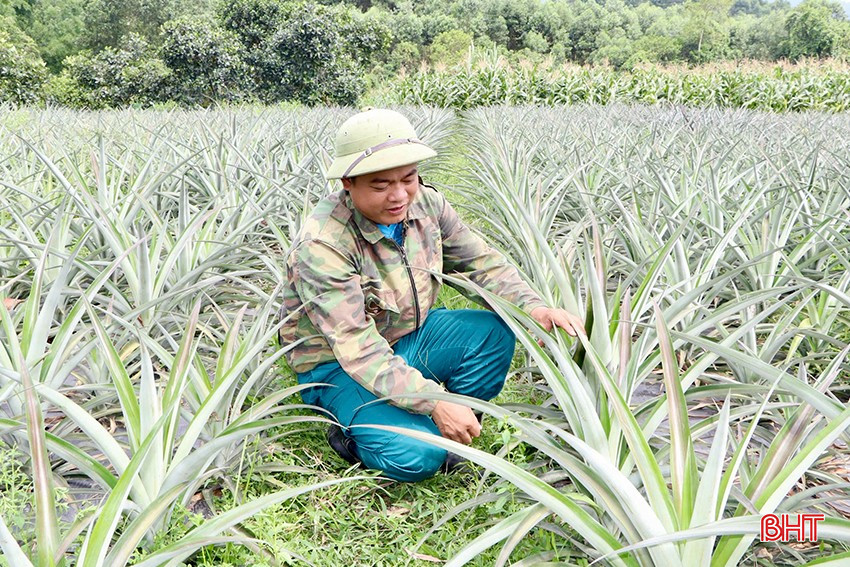 Mô hình trồng dứa liên kết của anh Toàn phát triển tốt. Mô hình trồng dứa liên kết của anh Toàn phát triển tốt.