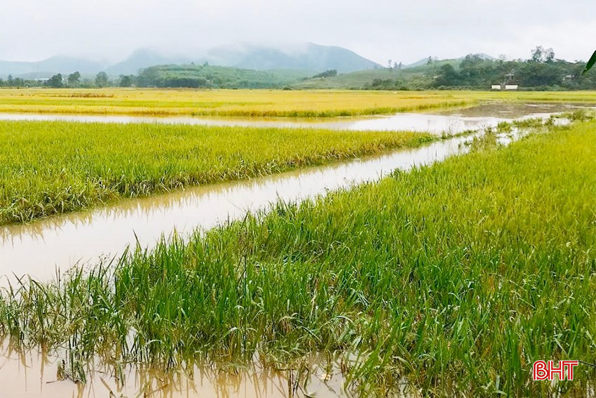 Dutzende Hektar Sommerreisanbau in der Gemeinde Duc Huong (Vu Quang) sind durch schwere Überschwemmungen vom Totalverlust bedroht. bqbht_br_img-0243-copy.jpg
