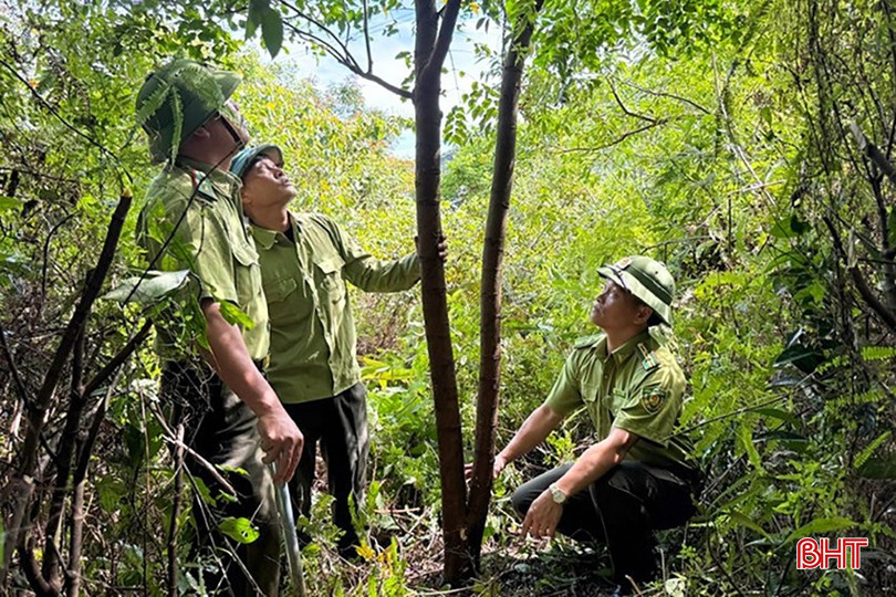 Lãnh đạo Hạt Kiểm lâm Hoành Sơn kiểm tra rừng lim tại xã Kỳ Hoa. bqbht_br_image-15.jpg