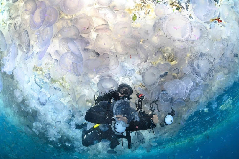 Ngắm nhìn động vật hoang dã quý hiếm tại khu bảo tồn biển Northland (New Zealand) như: cá mú đen đốm, cá chình moray khảm và cá san hô Lord Howe,... Ảnh: Crispin Middleton.