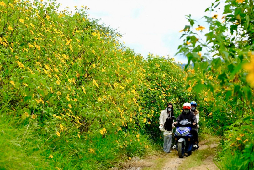 Các con đường dẫn lên Đà Lạt như Tà Nung, Trại Mát và đèo Prenn là nơi lý tưởng để ngắm những cánh đồng hoa dã quỳ.