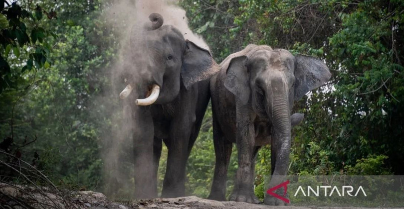 Voi Sumatra. Ảnh: en.antaranews.com