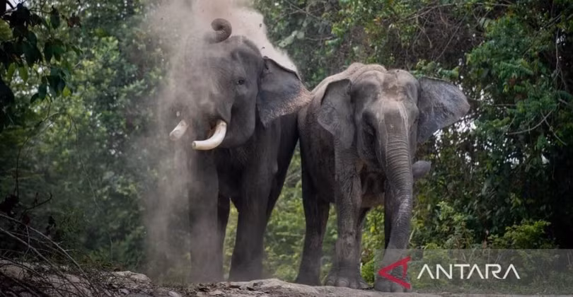 Voi Sumatra. Ảnh: en.antaranews.com