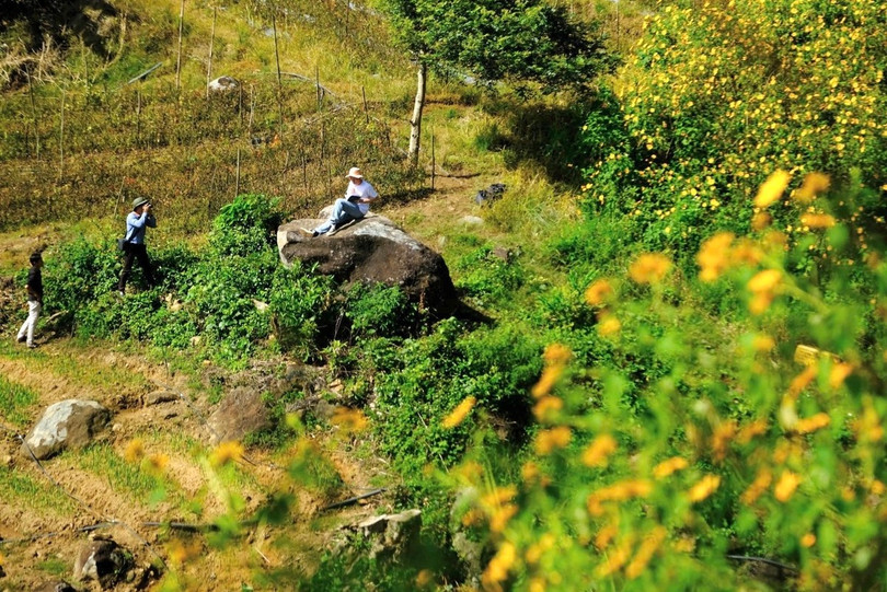 Lâu nay, hoa dã quỳ đã trở thành nguồn cảm hứng cho nhiều tác phẩm nghệ thuật, thơ ca và nhiếp ảnh về Đà Lạt.
