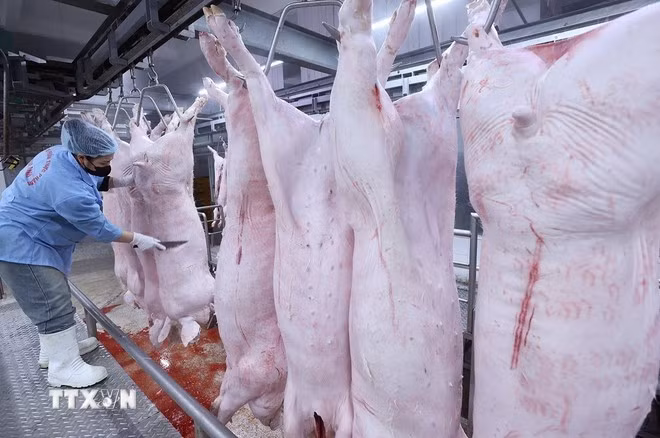 Tăng cường phát hiện, điều tra, xử lý nghiêm các hành vi vi phạm nghiêm trọng về kiểm soát giết mổ động vật làm lây lan dịch bệnh, gây mất an toàn thực phẩm. (Ảnh: Vũ Sinh/TTXVN)