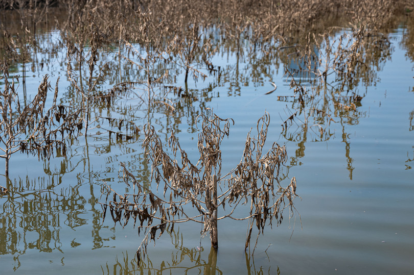 Ngay sau những ngày mưa ngập, thời tiết chuyển sang nắng gắt khiến phần lớn cây đào chết khô, thân cây nứt nẻ. Trước đó vào năm 2024, nhiều hộ trồng đào tại khu vực này cũng mất trắng sau bão Yagi do nước ngập tràn vào.