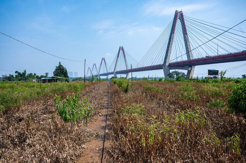 Gần một tuần sau ảnh hưởng hoàn lưu bão số 10 (bão Bualoi), mực nước lũ sông Hồng, sông Đuống dâng cao nhiều ngày khiến hàng vạn gốc đào và cây hoa màu tại vườn trồng đào Nhật Tân (phường Hồng Hà) và vườn đào Phú Thượng (phường Phú Thượng) bị úng rễ, chết xơ xác.