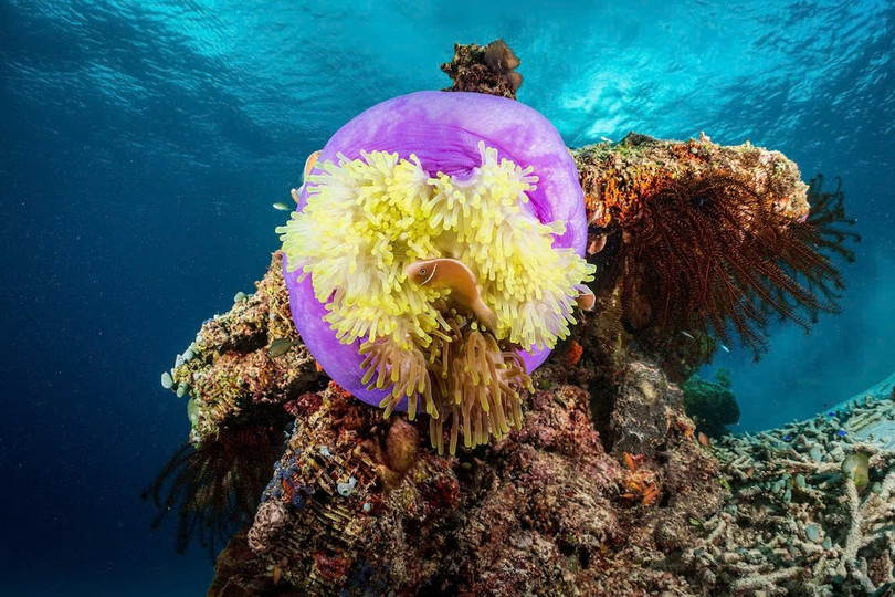 Raja Ampat (Indonesia) được mệnh danh là xứ sở thần tiên dưới biển với khoảng 500 loại san hô, hơn một nghìn loài cá rạn san hô và các sinh vật như cá đuối manta và cá cúi,... Khu vực này rất xa xôi nên chỉ có thể khám phá bằng tàu cùng các đoàn lữ hành. Ảnh: Jonathan Irish.
