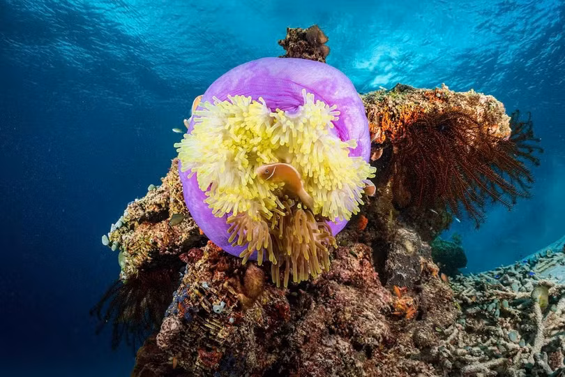 Raja Ampat (Indonesia) được mệnh danh là xứ sở thần tiên dưới biển với khoảng 500 loại san hô, hơn một nghìn loài cá rạn san hô và các sinh vật như cá đuối manta và cá cúi,... Khu vực này rất xa xôi nên chỉ có thể khám phá bằng tàu cùng các đoàn lữ hành. Ảnh: Jonathan Irish.