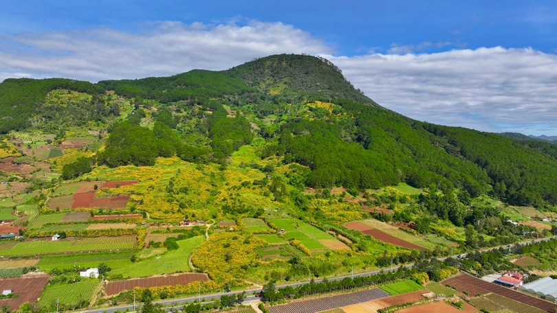 Đối với người dân Tây Nguyên, dã quỳ còn là biểu tượng của tình yêu chung thủy và niềm hy vọng.