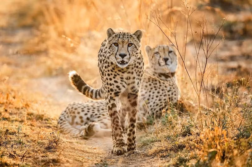 Khám phá khu bảo tồn động vật hoang dã Babanango (thuộc tỉnh KwaZulu-Natal, Nam Phi). Nơi này đã tái sinh thành công các loài voi, sư tử, linh dương quý hiếm như oribi và klipspringer, và tê giác đen có nguy cơ tuyệt chủng. Ảnh: Andrew Baxter.