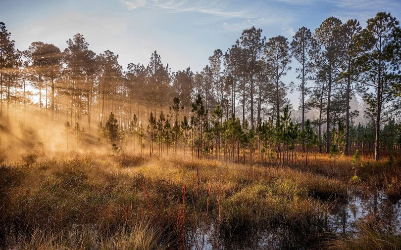 Rừng quốc gia Ocala (Florida, Mỹ) là nơi sinh sống của loài lợn biển, gấu đen và các loài thực vật quý hiếm,... Ngoài ra nơi đây còn có 600 hồ nước và suối tự nhiên trải rộng trên mẫu Anh. Ảnh: Nick Conzone.