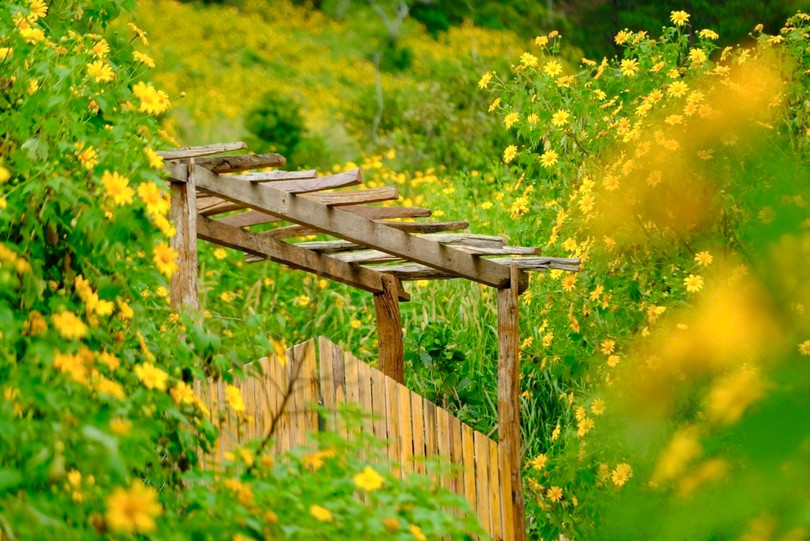 Hoa nở trong khoảng 1-2 tháng, tạo nên sự thu hút đặc biệt khi mọi người chỉ có một thời gian ngắn để chiêm ngưỡng.