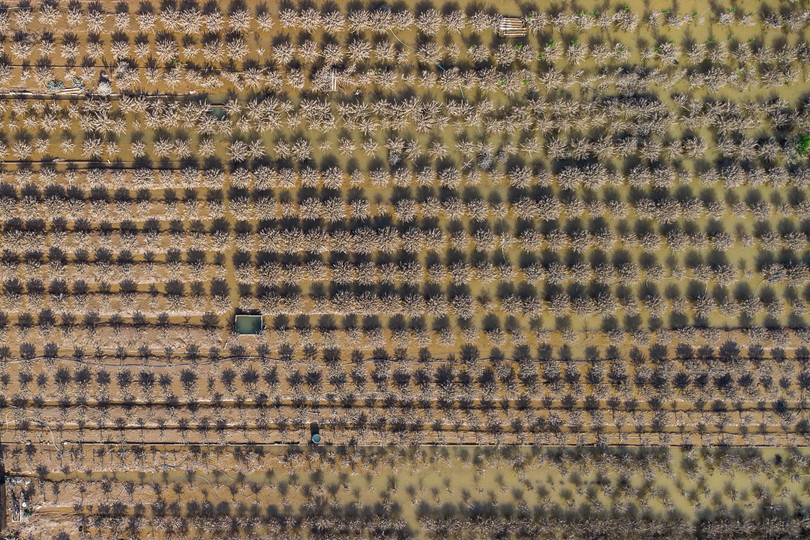 Ghi nhận ngày 5/10, nước sông Hồng đã bắt đầu rút dần khỏi các vườn đào ở Nhật Tân.