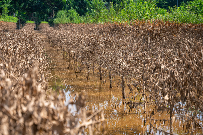 Nước lũ rút đi để lại những hàng cây đào, hoa màu xác xơ, thối rữa.