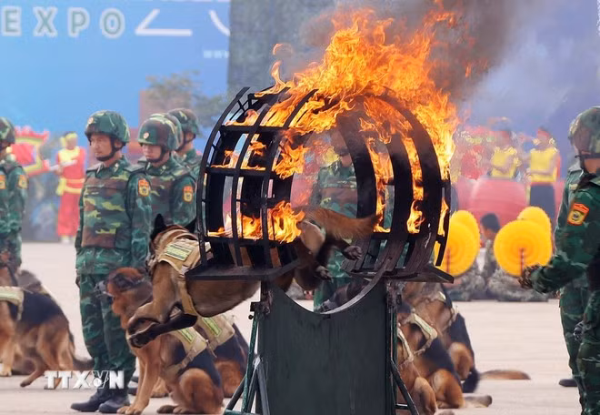 Màn trình diễn của Quân khuyển vượt vòng lửa tại khai mạc Triển lãm Quốc phòng quốc tế Việt Nam 2024. (Ảnh: Văn Điệp/TTXVN)