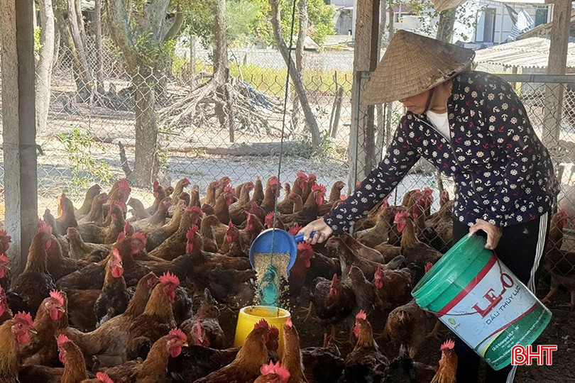 ເຖິງວ່າສິ່ງທີ່ເປັນໄປດ້ວຍດີນັບແຕ່ນີ້ໄປຈົນເຖິງທ້າຍປີ, ປະຊາຊົນກໍ່ບໍ່ສາມາດລ້ຽງໄກ່ໃຫ້ຊາວເຕດໄດ້ ເພາະເວລາຍັງເຫຼືອສັ້ນເກີນໄປ. ມາລະຍາດຮູບພາບ bqbht_br_z7191649432759-8430f1a05eb0d6ad84cece568a8357dd-7510.jpg