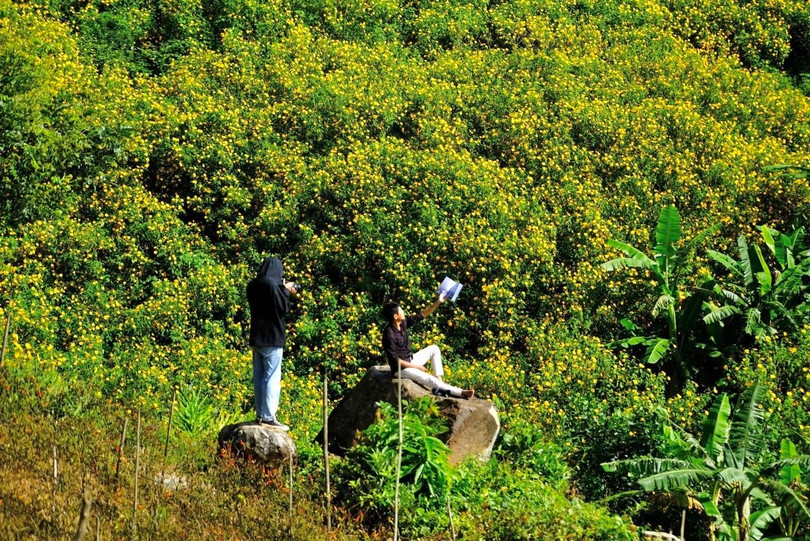Những ngày này, các rừng hoa dã quỳ thu hút đông đảo người dân, du khách đến chiêm ngưỡng và chụp ảnh.