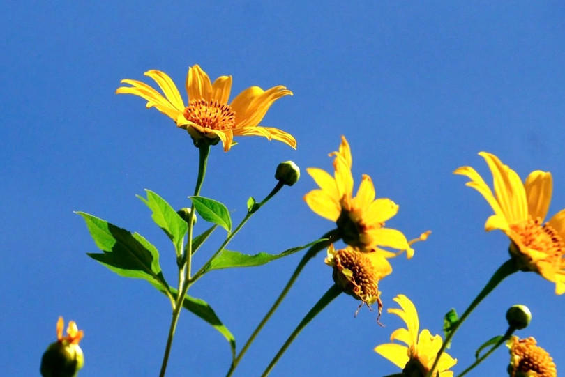 Không cần chăm sóc, hoa dã quỳ vẫn bung nở với sắc vàng tươi tắn, mang vẻ đẹp hoang dại và tự nhiên.