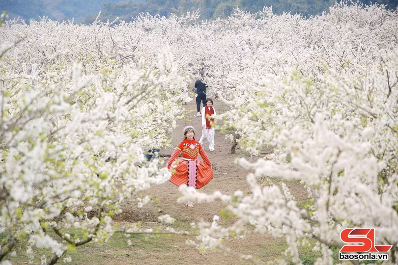 Du khách đắm chìm trong sắc trắng của hoa mận.