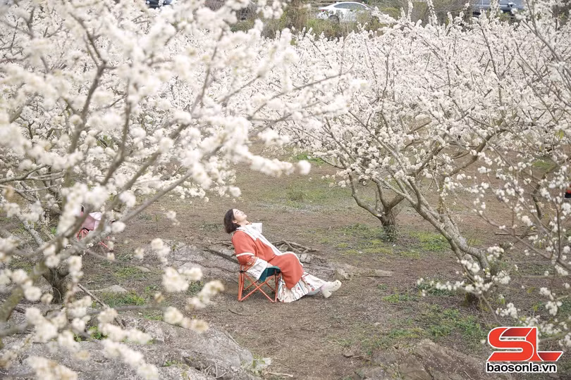 Hoa mận nở rộ tạo nên khung cảnh thơ mộng, yên bình.